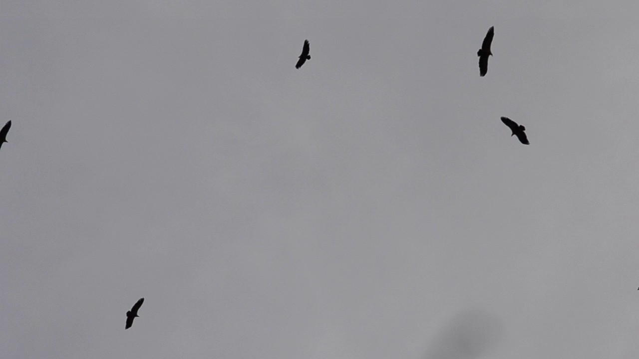 VULTURES FLYING IN THE SKY 1 (720p) YouTube