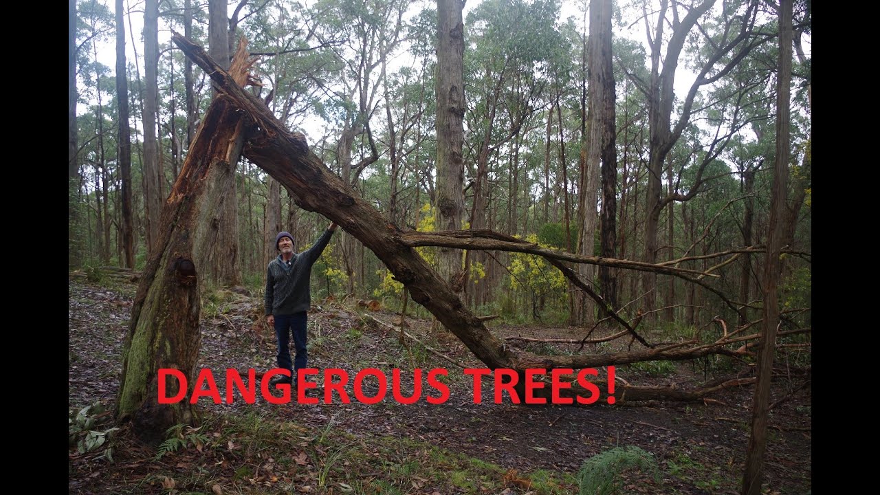 Why camping under eucalyptus trees is a bad idea ep 69