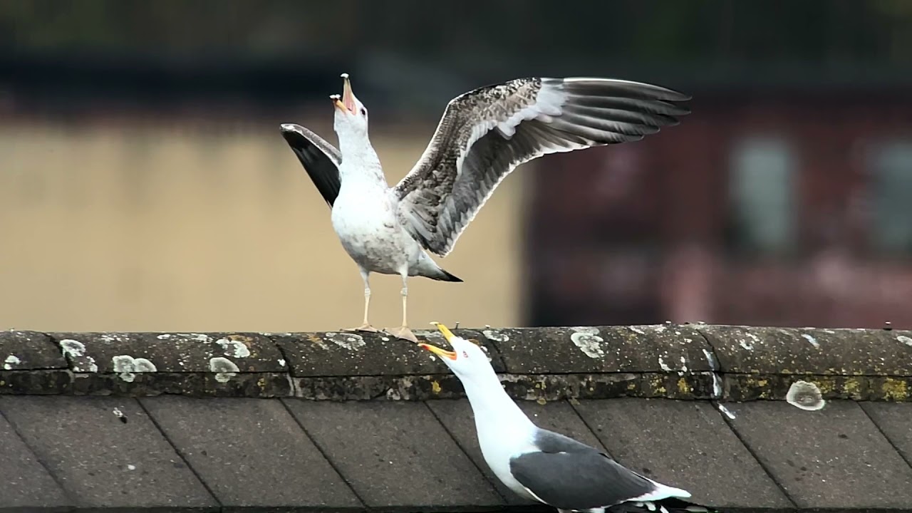 Lesser black backed gulls scrapping