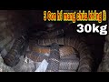 Kinh Hoàng Phát hiện 3 Con Rắn Hổ Mang Chúa Khổng Lồ Sống Trong Nhà Bà Lão 80 Tuổi| King Cobra