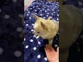 【犬】お手ではなくお頭をするわん
