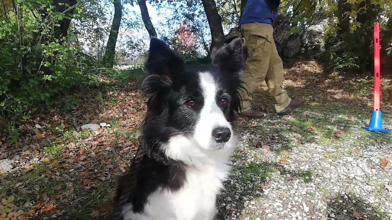 Con il cane in Natura con Majellando in Abruzzo!