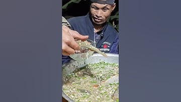 Noordwestelijke Springvissalade, Alleen Grote Vissen