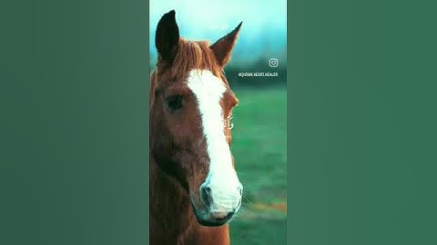 سورة الحج|تلاوة خاشعة #ياسر_الدوسري 💚🎧