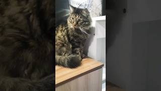 ветер перемен #кот #котики #cat #shortcats #shots #shortcatsvideos #shortvideo #котик