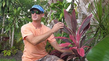 Ti Plants, Best Conditions to Grow   4K