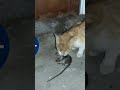 Yellow killer cat)
