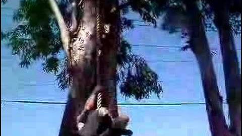 Steve Maxwell rope climb "Triangle" rope climb