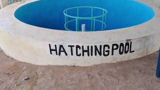 Fingerling stocking hatchery visit