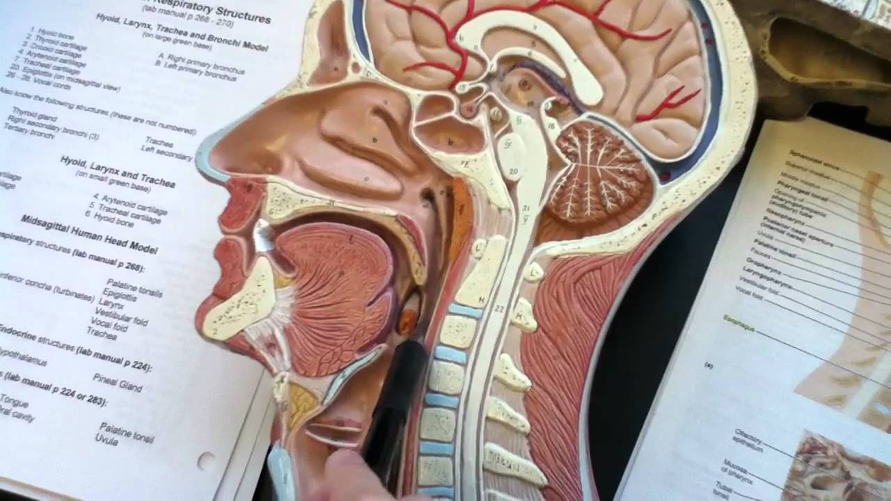 MIDSAGITTAL HUMAN HEAD MODEL - YouTube