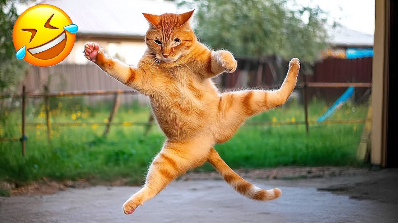 Самые смешные видео с животными 😹🐶 Очень смешные кошки и собаки 2025 🤣 Часть 5