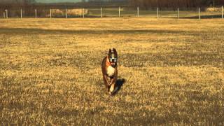 eddieandbarkus fargo south and harwood country club