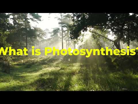 What is photosynthesis?