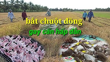 bắt chuột đồng mùa gặt lúa cả làng quây bắt nhiều vô kể/ săn bắt miền Tây