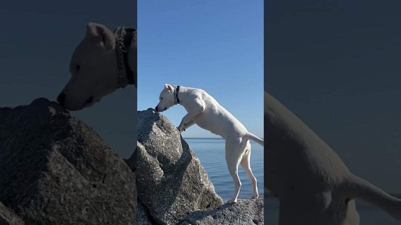 Does Dogo Argentino Like Water YouTube Does Dogo Argentino Like Water YouTube