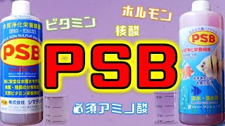 【バクテリア剤】PSBって知ってる？稚魚の生残率と成長速度を上げるピンク色の液体。シマテックPSB、サンミューズPSB【ふぶきテトラ】