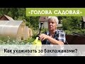 Голова садовая - Уход за баклажанами, супер раствор против грибка!