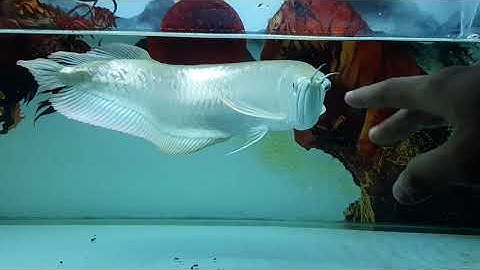 Cá rồng ngân long