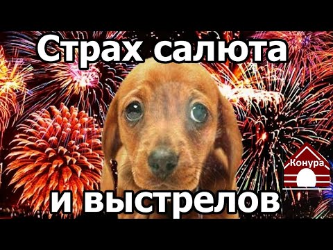 Видео: Боятся ли кошки фейерверков?