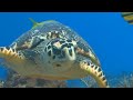 #морскиеживотные #океан Морские обитатели морей и океанов | animals of the seas and oceans