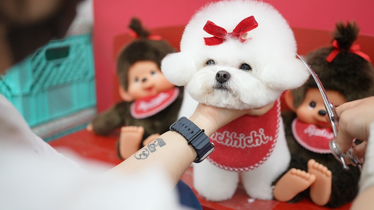 Red Ribbon Week Dog A Red Ribbon Puppy in the Cutest Grooming Scene🎀 ️🐶 - YouTube