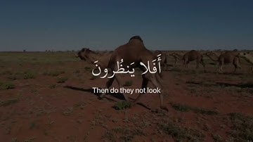 افلا ينظرون الى الإبل كيف خلقت - القارئ الشيخ عبد الرحمن مسعد