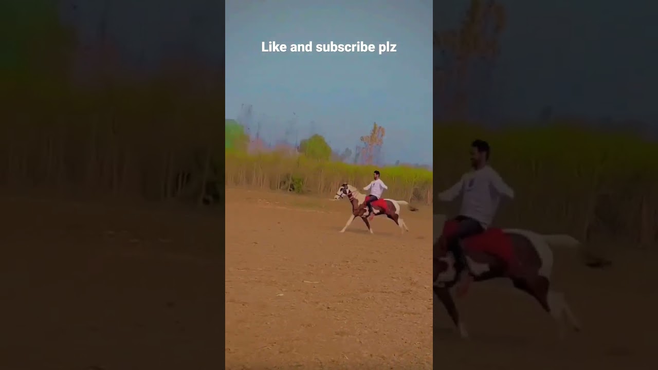horse riding shorts video horse WhatsApp Status short YouTube
