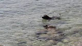 Смешные животные. Собака плавает в море. Смешные собаки. Собака любит плавать в море . Смешные животные. Собака плавает в море. Смешные собаки. Собака любит плавать в море .