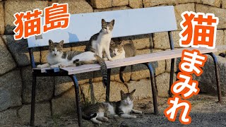 【猫島】うどん県の佐柳島で猫まみれ / Japan's Cat Island "Sanagi-shima"