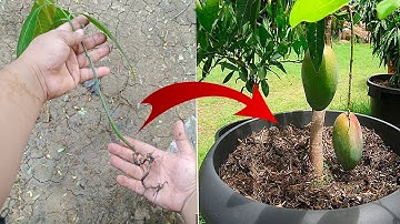 Mango Propagation from Cutting l Quick Budding No Fungus Cool Method