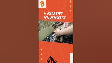 How to Keep Your House Super Clean with Indoor Pets #shorts