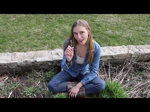 Video: Hairy Bittercress Weed - Što je Hairy Bittercress i kako je kontrolirati