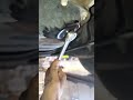 oil daak Nutt oil change #shorts #mechanic #car #youtubeshorts