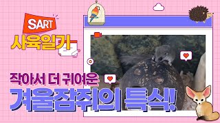 [SART 사육일기] 애완동물계열 작아서 더 귀여운 겨울잠쥐의 특식! l 서울예술실용전문학교