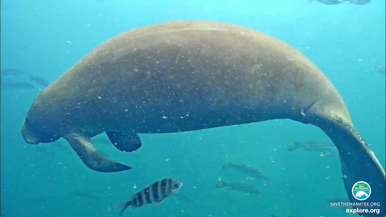 Homosassa Manatee Webcam Highlights - Under Water (1) - YouTube