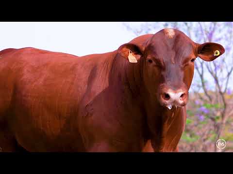 LOTE 16 - ZT 7123