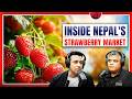 Best Strawberries in Nepal? | Shashan Devkota #769 | Highlights