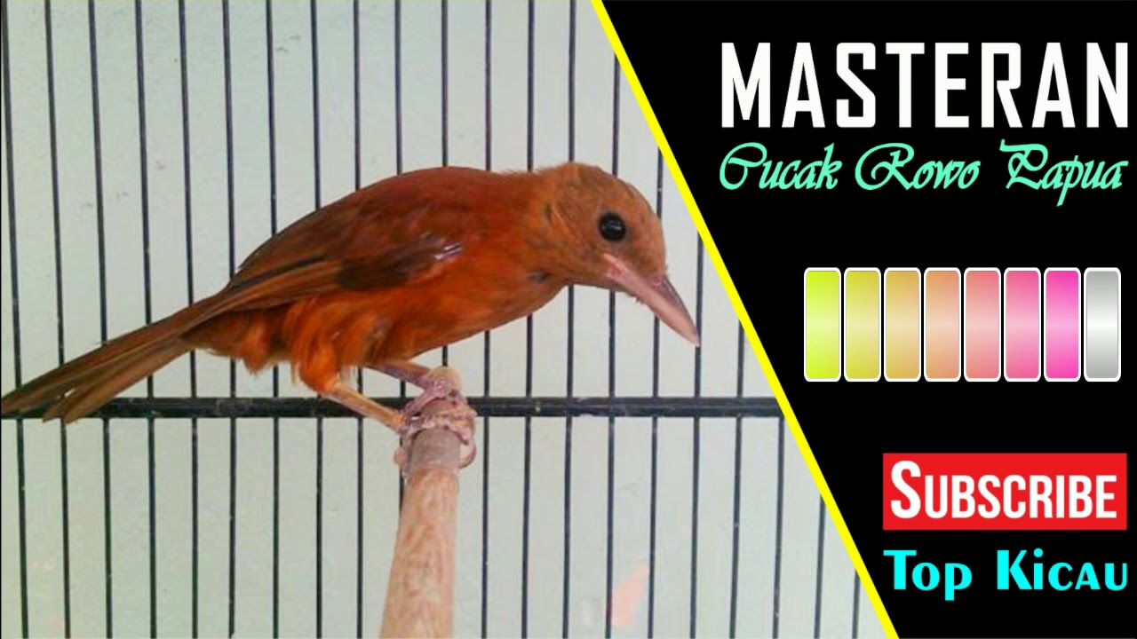 Burung Tuwu Ngoceh Suara Kenceng Super Power By Top Kicau