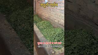 सुबह 4:45 से 8 बजे तक #shortvideo #cow #baffalo #farming #cowcalf #shorts