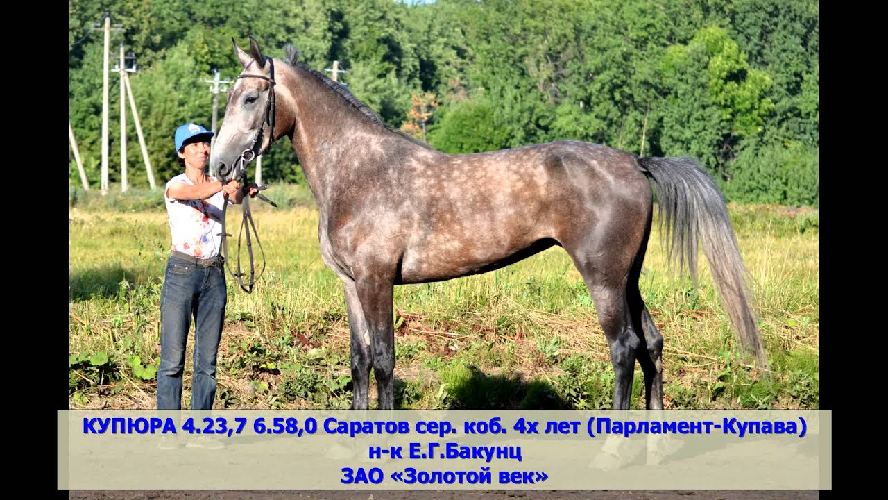 РЕЗВЕЙШИЕ ОРЛОВСКИЕ РЫСАКИ 2014 ГОДА