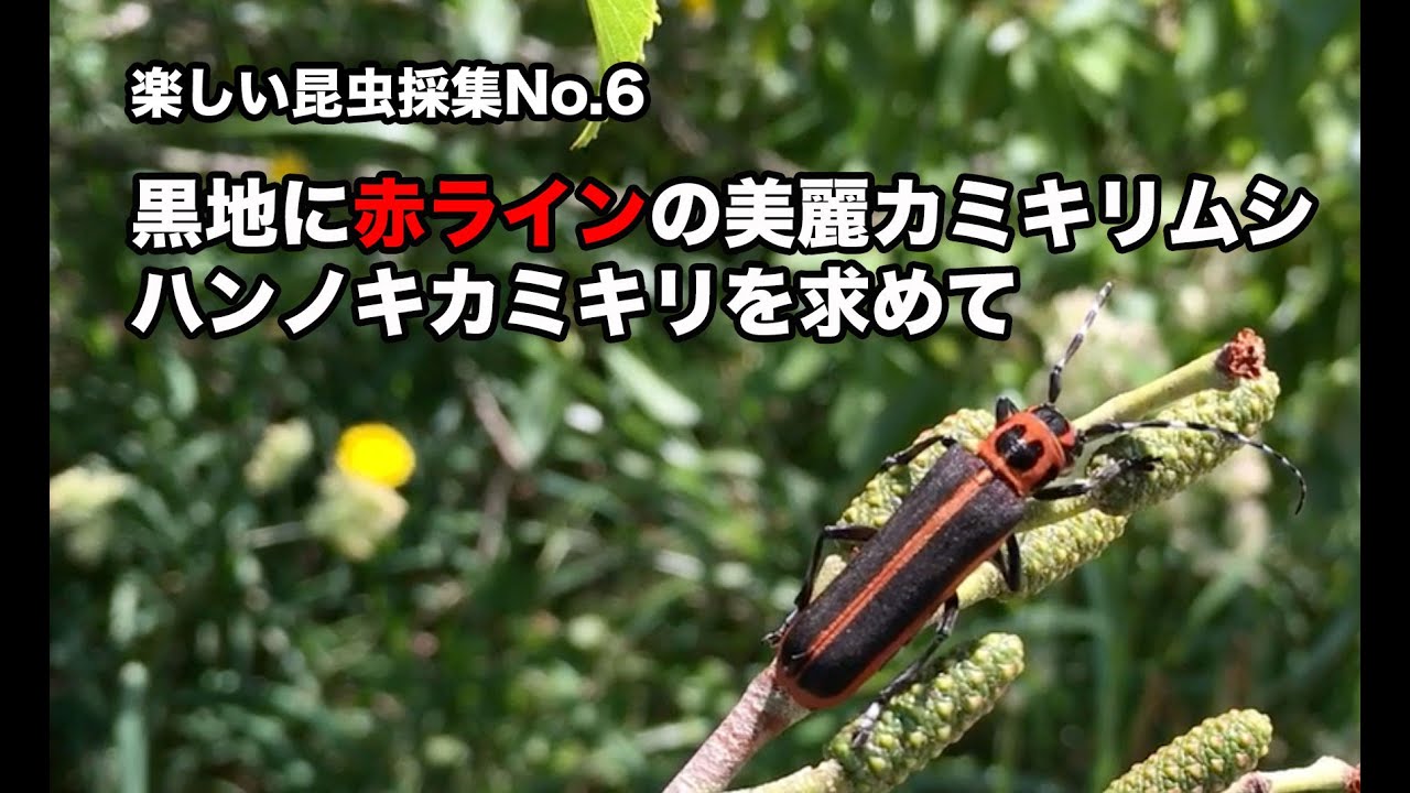 黒地に赤ラインの美麗カミキリ、ハンノキカミキリを求めて〜たのしい