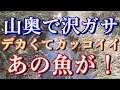 山奥の沢でガサガサ