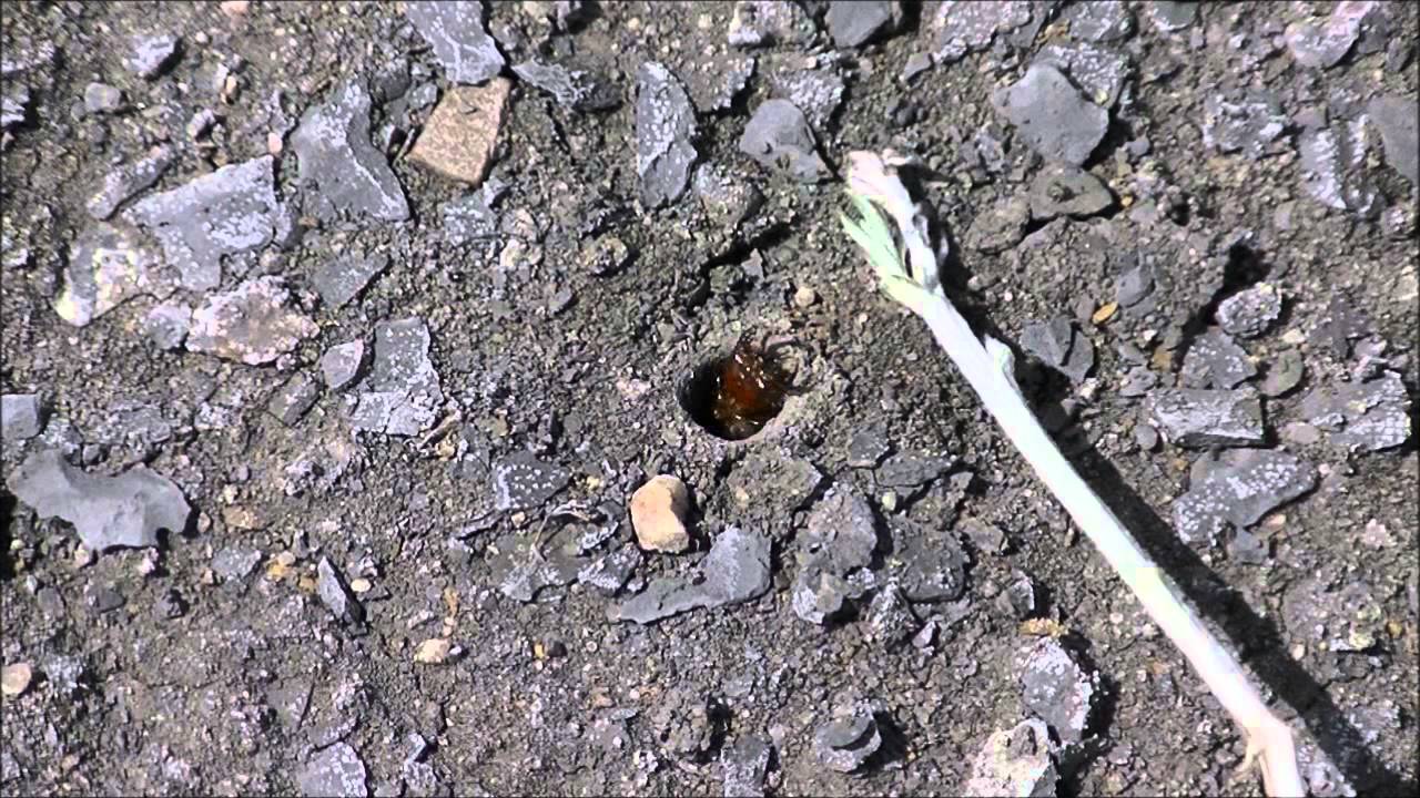 Cicindela pulchra larva, part 3