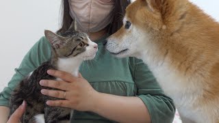 ありがとう、またね‥柴犬と一番仲良しだった猫が譲渡先へ旅立ち