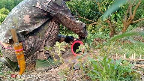 bẫy chim cút rừng | cách bẫy cút  | Hoàng Thắng