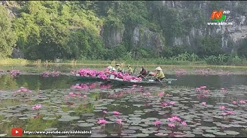 Sức hút của Tam Cốc mùa hoa súng