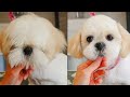 My Favourite Head Grooming - Shih Tzu Puppy