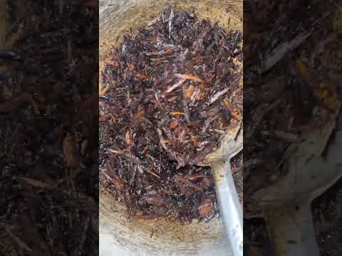 Zuchiyan Halut Viralvideo Ytshorts