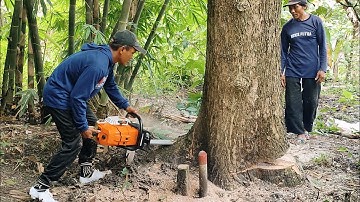 2 Techniques in cutting down trees !! Stihl MS 881 chainsaw.