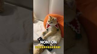 PAS BUKA PINTU BONTOT MALAH NONTON FILM HOROR! 🙀🤭 #kucing #sibontot #shorts